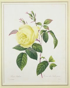 Rosa indica, Bessin tarafından 